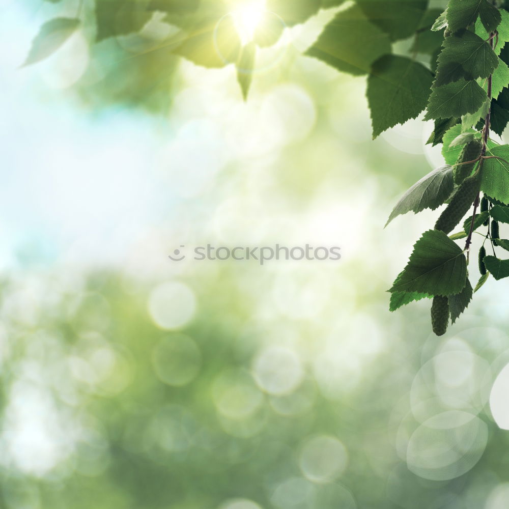 Similar – Image, Stock Photo pZ3 l Drying laundry on the clothesline