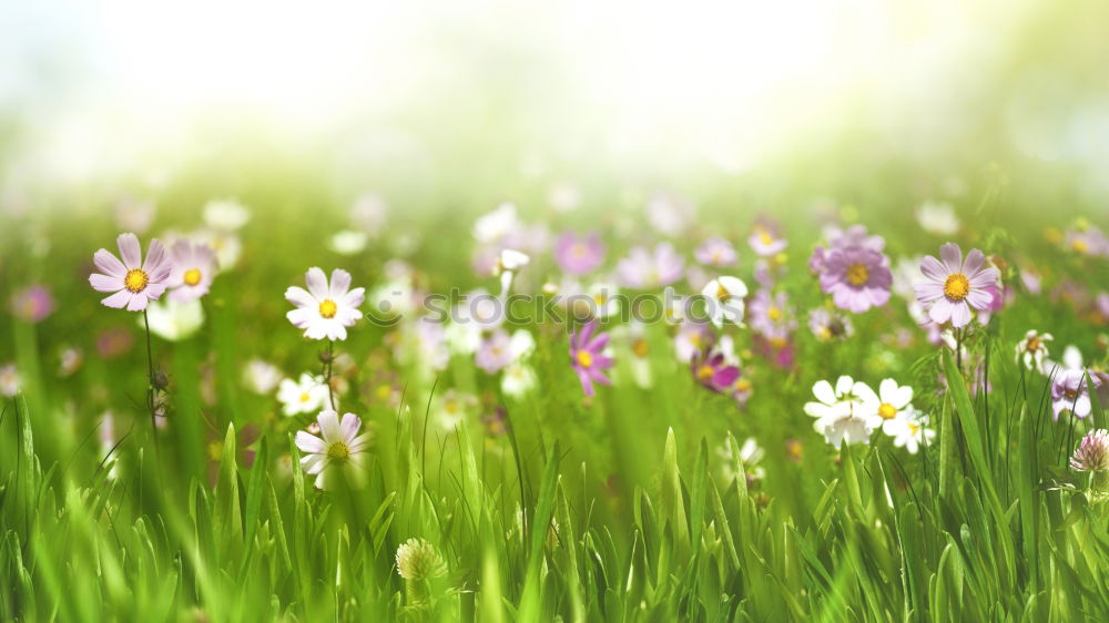 Similar – flower meadow