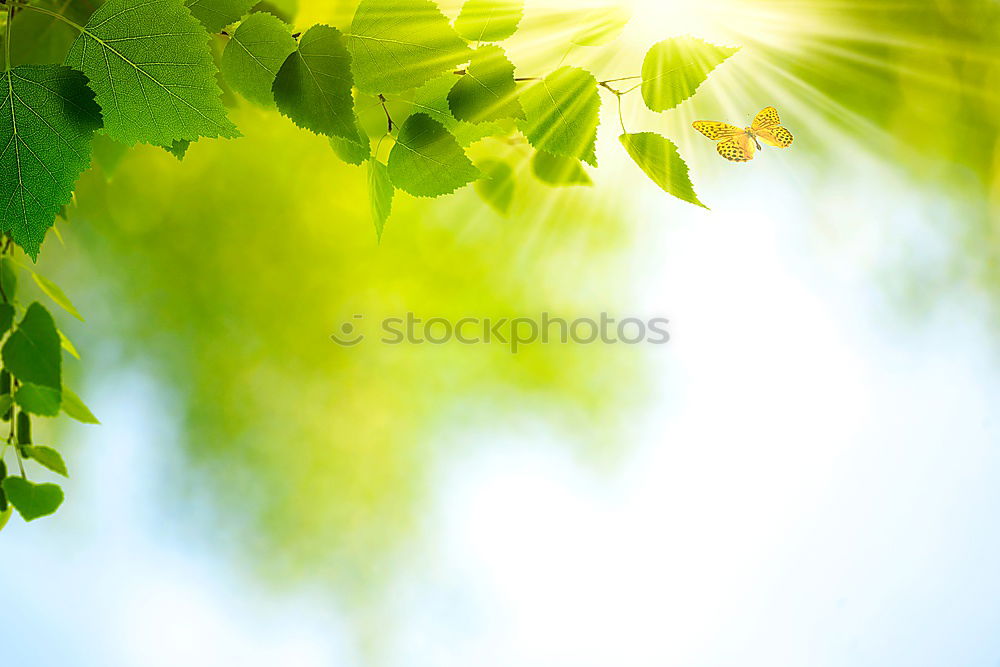 Similar – Bambusfrühling Umwelt