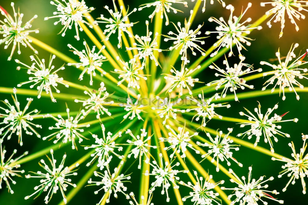 Similar – Foto Bild grün Märchen rot