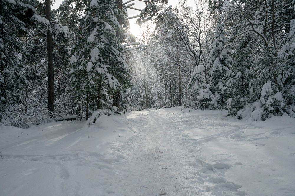 ***cool*** Sun Winter Snow