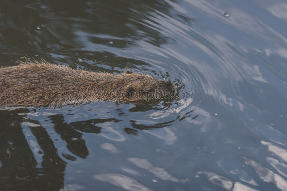 Similar – Frontal close up with a Coypu eating