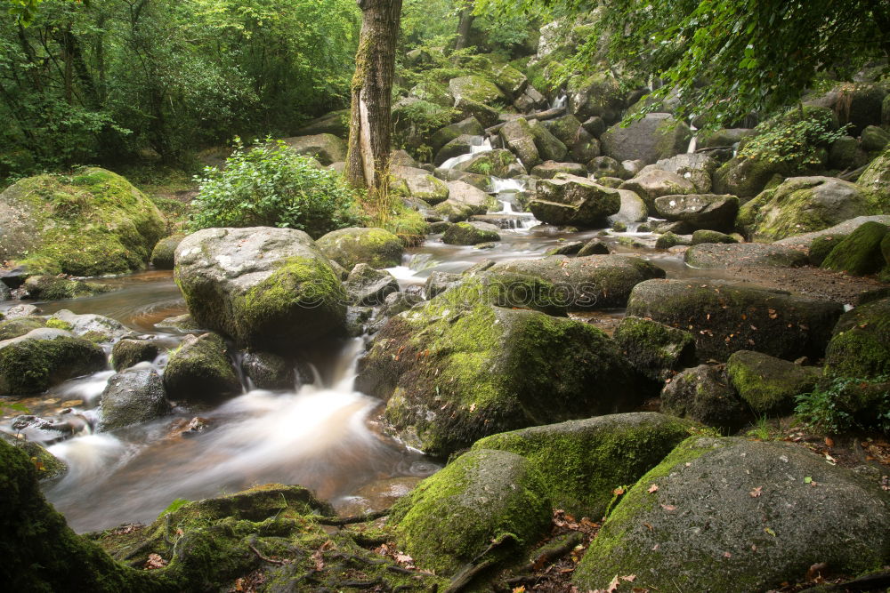 Similar – Image, Stock Photo Small stream in New Zealand’s rainforests II