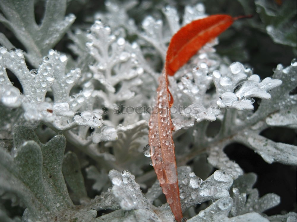 Similar – Image, Stock Photo ice jump Winter Ice Frost