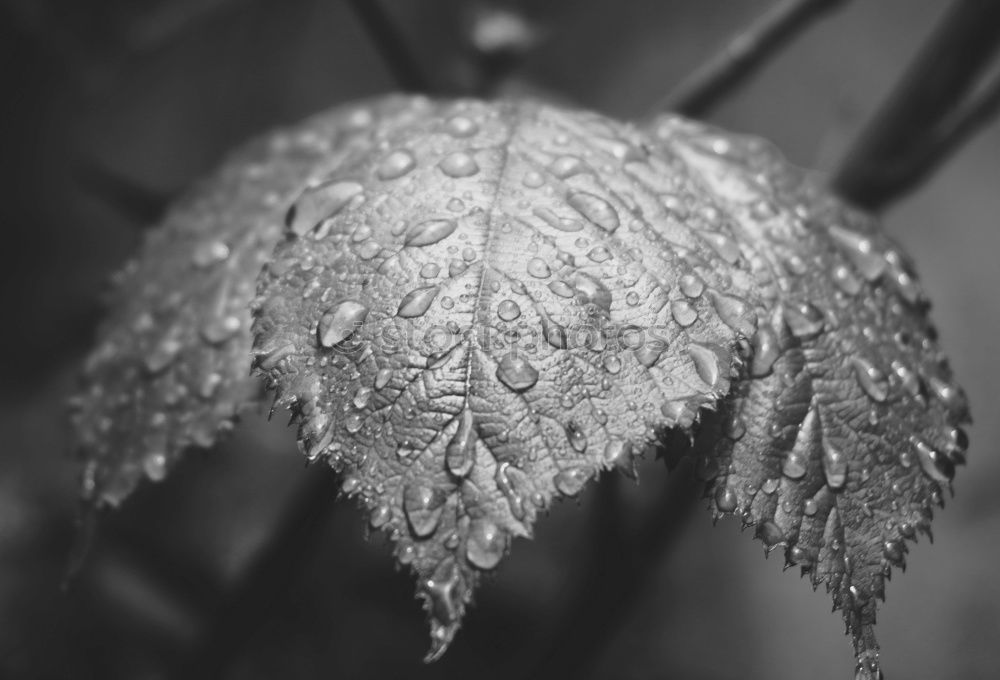 Similar – Foto Bild Frost Blatt Winter kalt