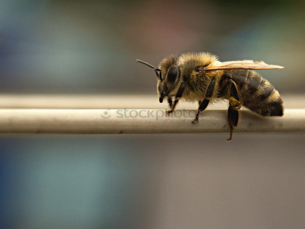 Similar – Image, Stock Photo sunbath Animal Farm animal