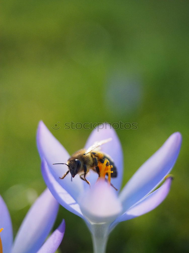 Similar – Bee on blossom Beautiful