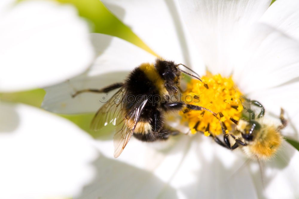 Similar – Image, Stock Photo Honing. Flower Bee Stamen