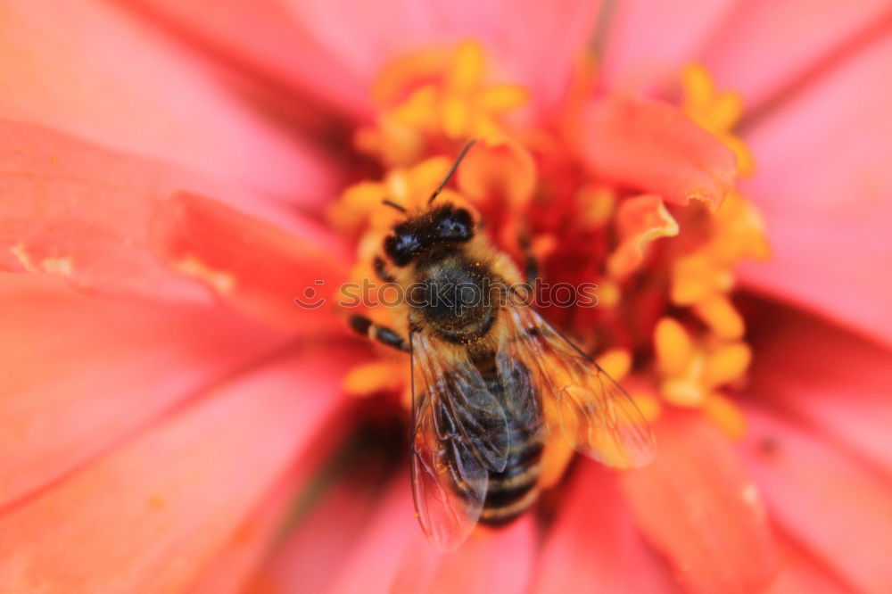 Similar – Image, Stock Photo Busy bee IV Trip Summer