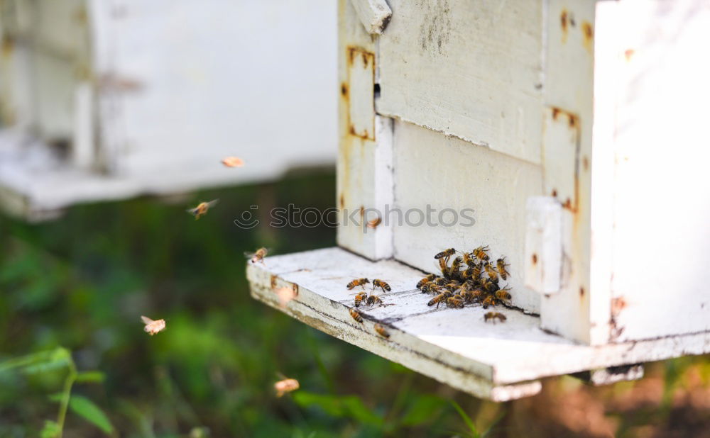 Similar – Image, Stock Photo Beekeeper working collect honey.