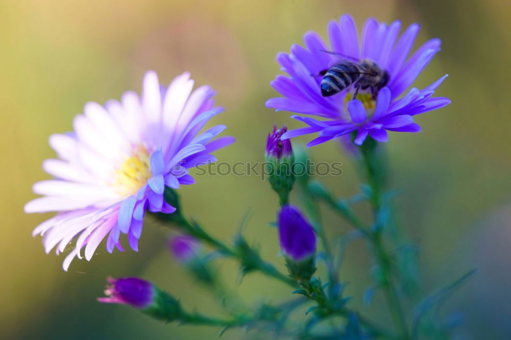 Image, Stock Photo Aster flowers Stamen