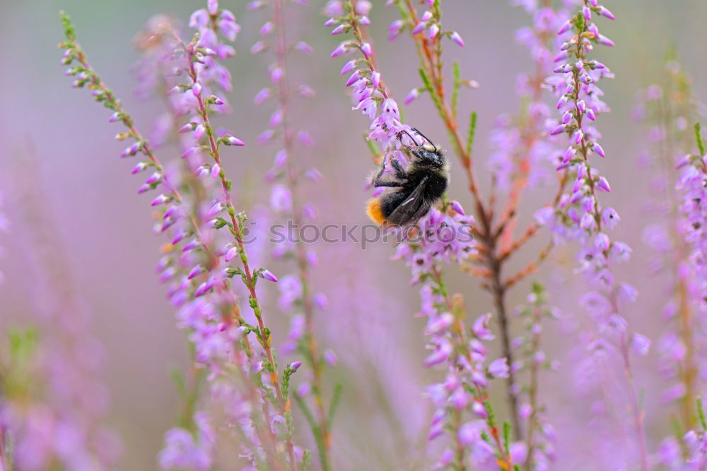 Similar – Image, Stock Photo Yellow-black on purple
