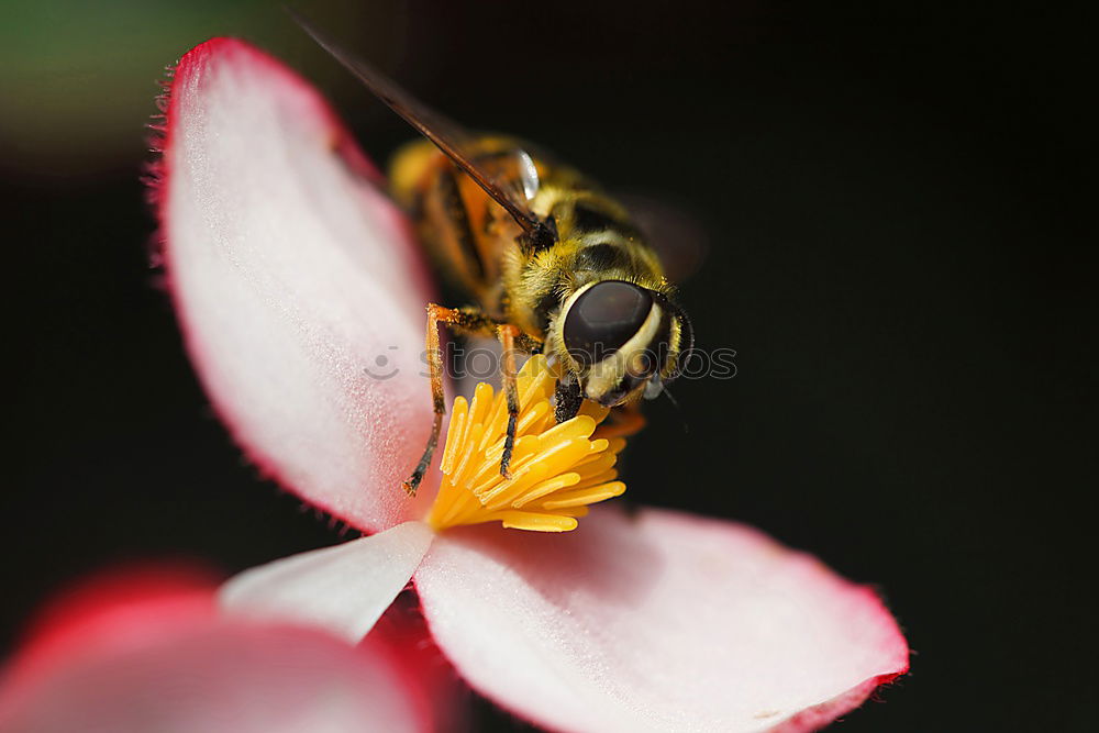 Similar – FRÜHSTÜCK Biene Blüte