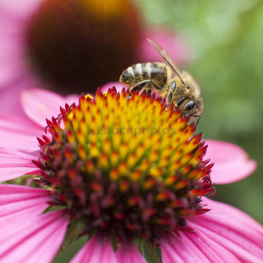 Similar – Image, Stock Photo Two bees at work Garden