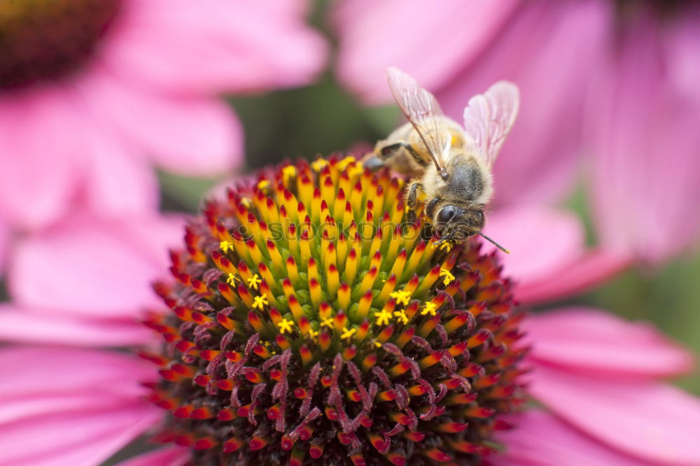 Similar – Image, Stock Photo Two bees at work Garden