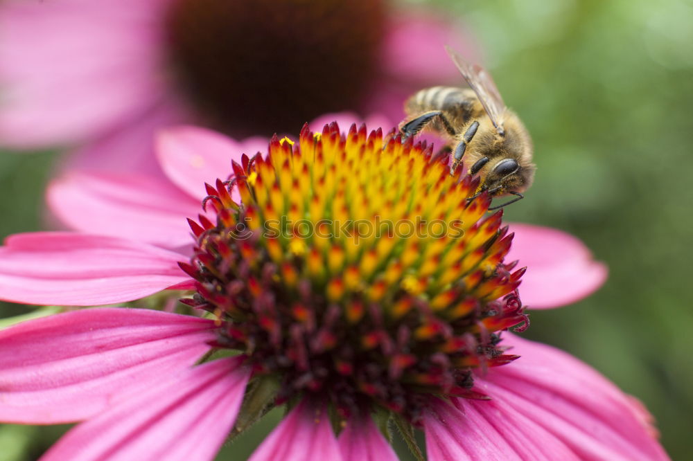 Similar – Image, Stock Photo Two bees at work Garden