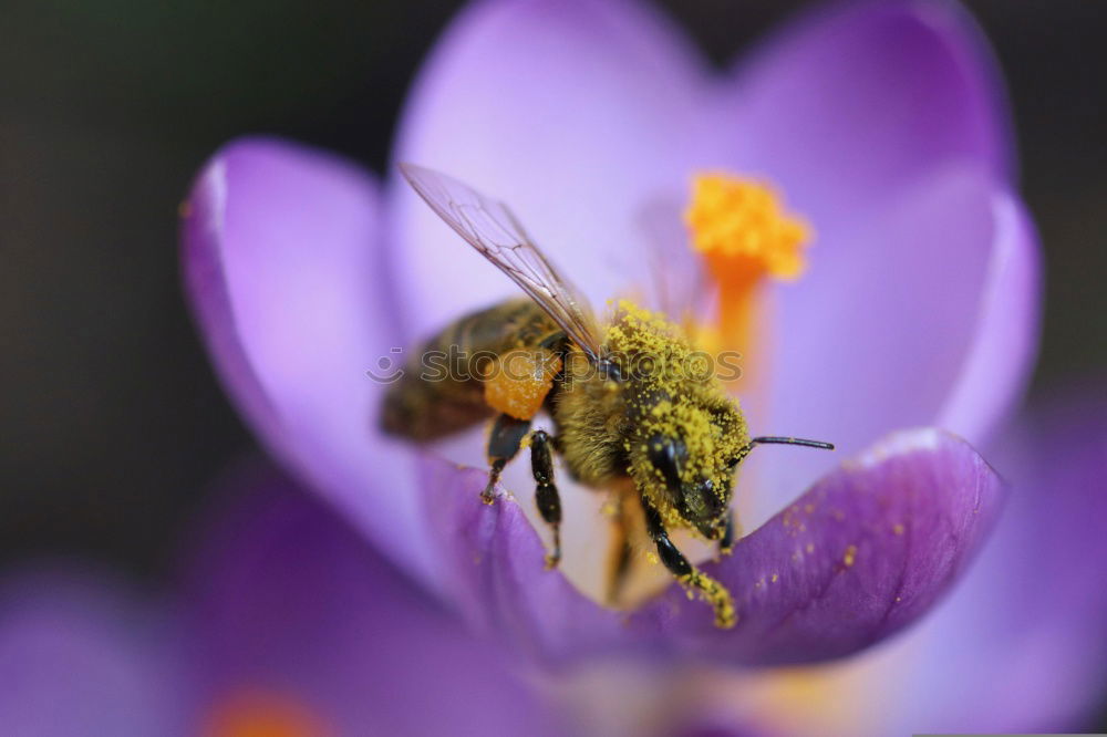 Similar – Garden crocus, bumblebee, crocus, crocus, vernus,