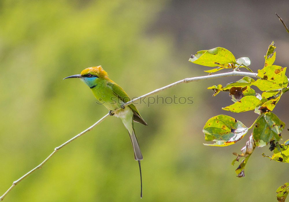 Similar – Image, Stock Photo Beija Flor .4 Nature