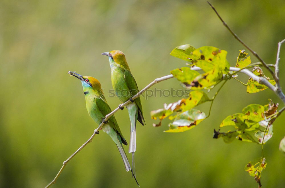 Similar – rose-ringed parakeet sitting in the tree