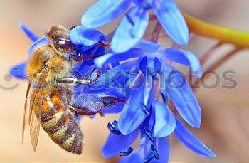 Similar – Bumblebee in blue