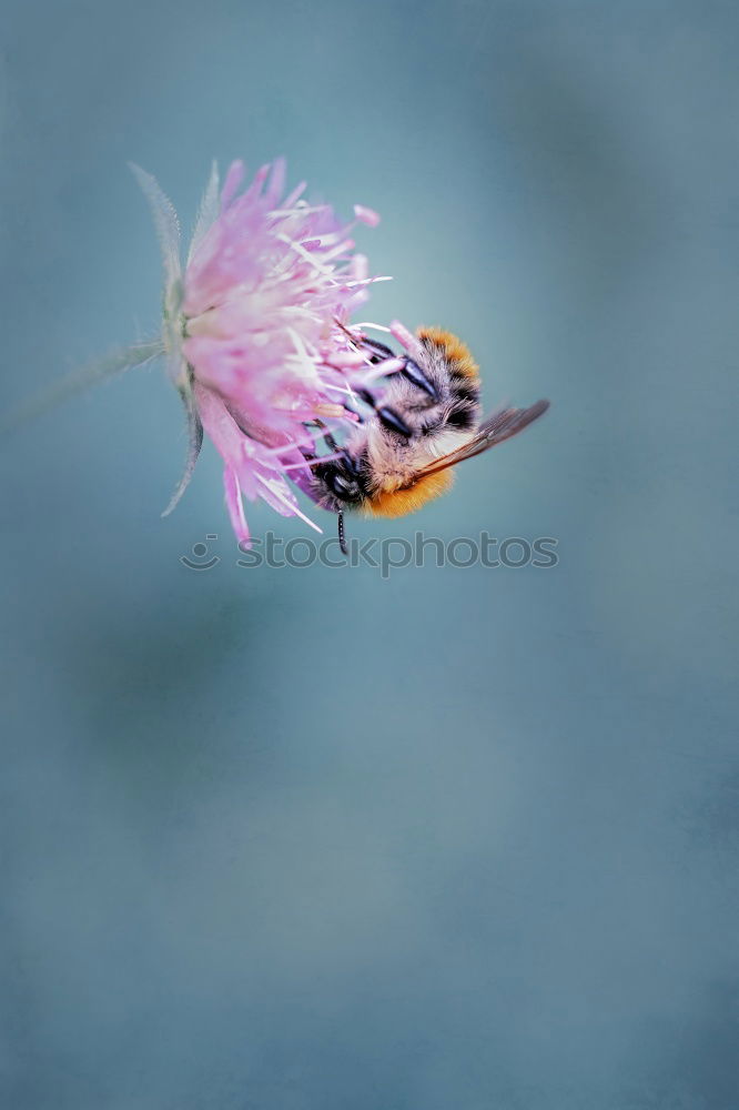 Similar – Image, Stock Photo Summer idyll in the garden