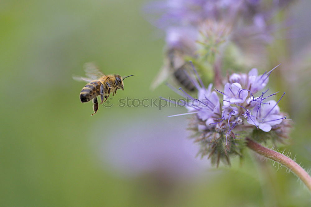 Similar – fluffy | with sting. Bumblebee and lavender