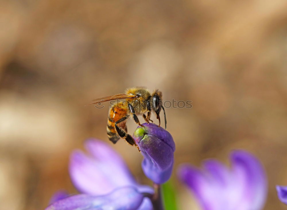 Similar – Bee on blossom Beautiful