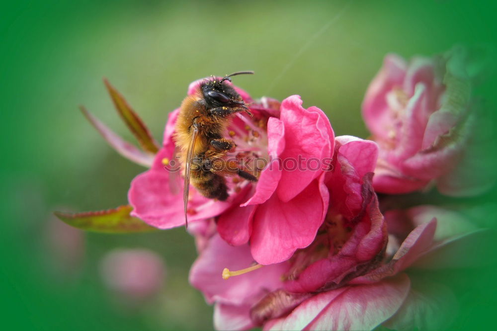 Similar – Bee on blossom Beautiful