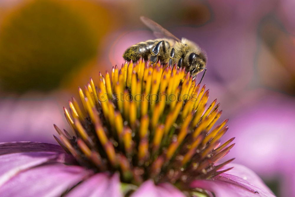 Similar – Take off Nature Flying Bee