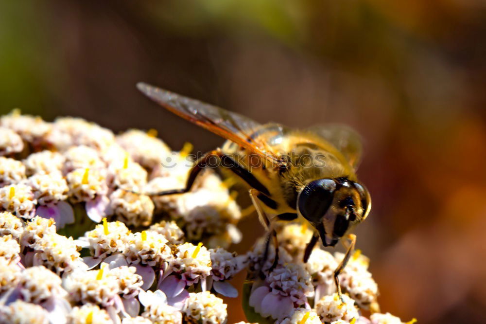 Similar – Image, Stock Photo wild bee Environment