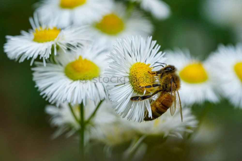 Similar – Foto Bild Blütenmahlzeit Biene