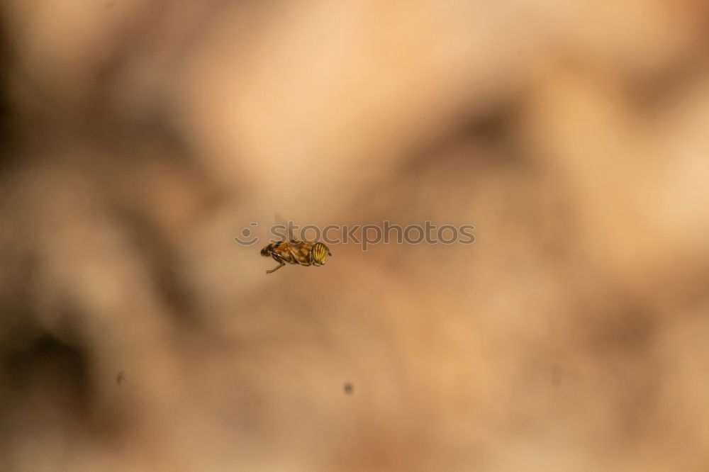 Similar – Load carrier; flying honey bee with pollen load