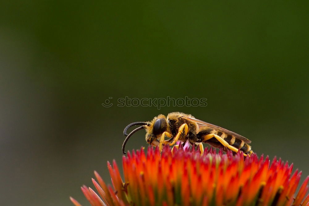 Similar – bee Bee Nectar Flower