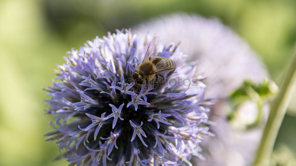 Similar – fluffy bumblebee looking for food on a purple thistle flower