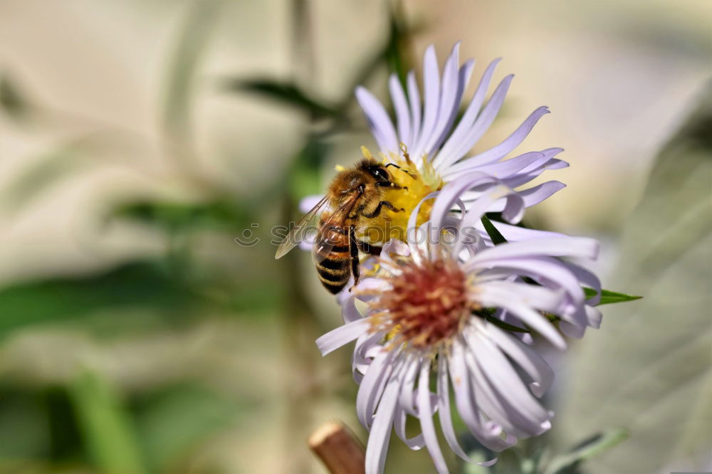 Similar – fluffy | with sting. Bumblebee and lavender