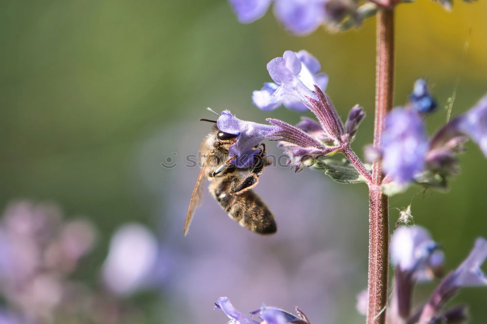 Similar – fluffy | with sting. Bumblebee and lavender