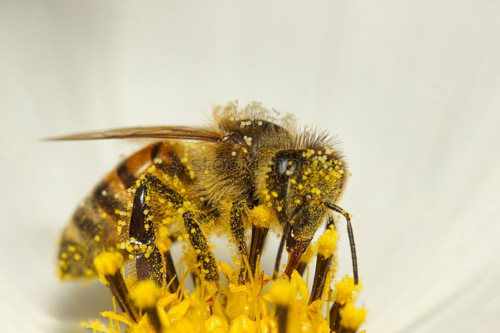 Similar – Zuckerschlecker Natur