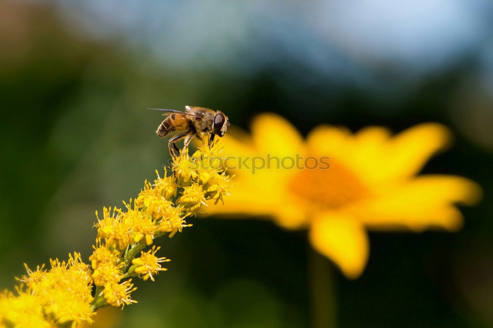 Similar – Image, Stock Photo Bees in landing approach