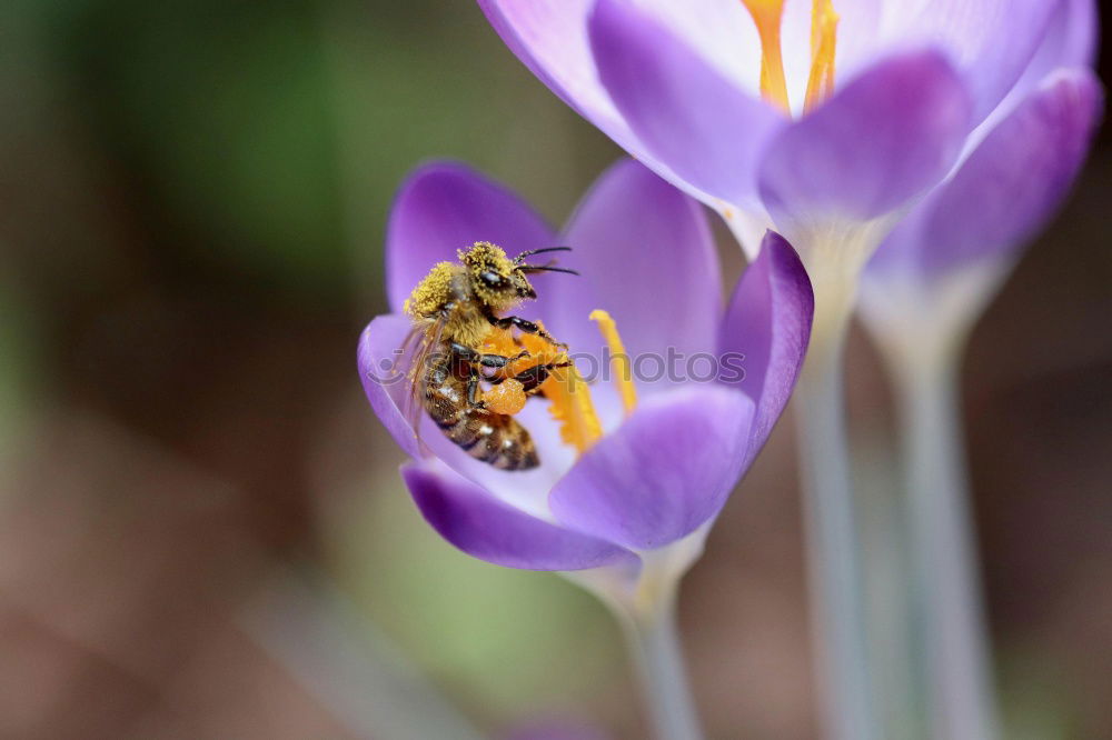 Similar – Garden crocus, bumblebee, crocus, crocus, vernus,