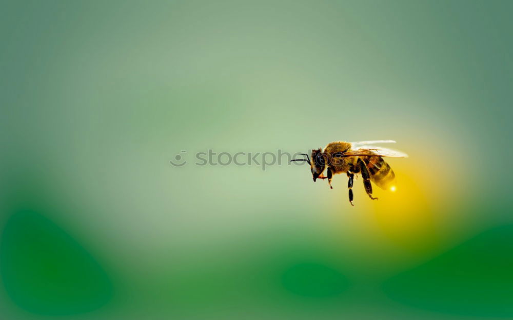 Similar – Hummel auf Diestel Blüte