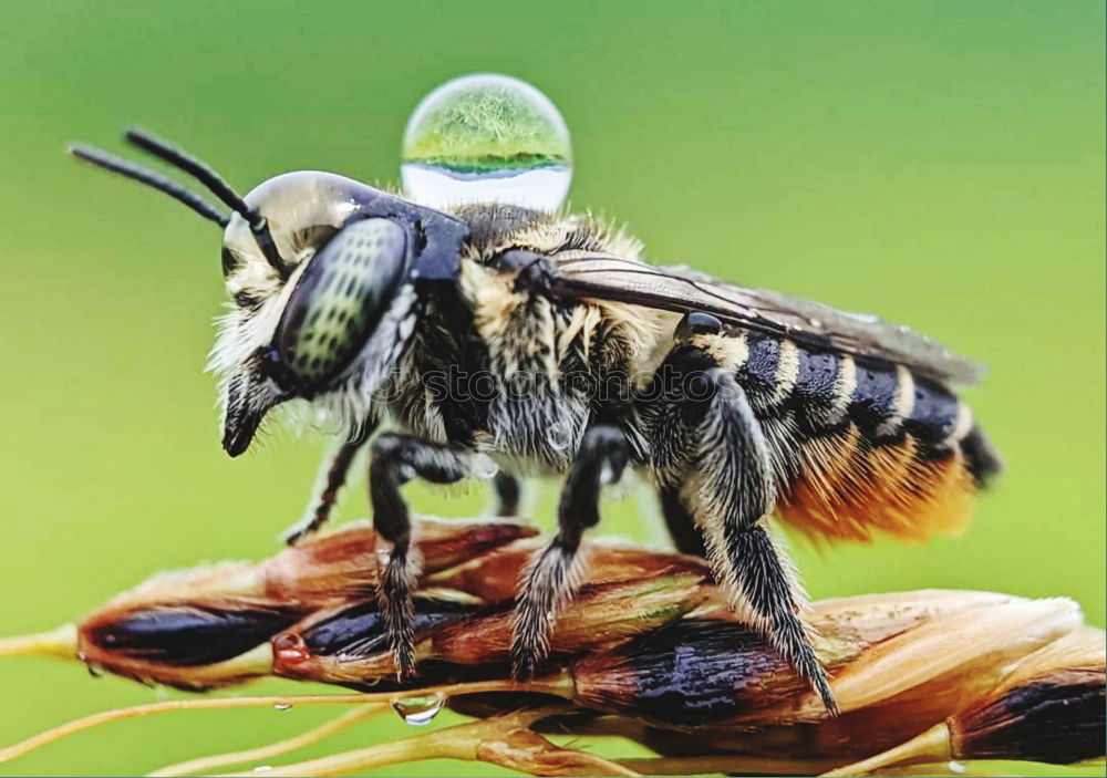 Similar – Der Jäger, der in der Blüte lauert.