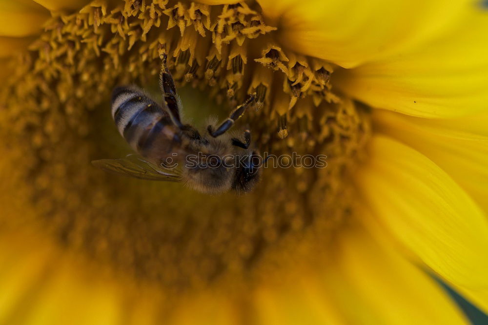 Similar – Image, Stock Photo Bees in landing approach