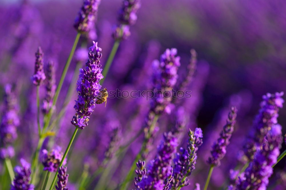 Similar – Image, Stock Photo lavender field Summer