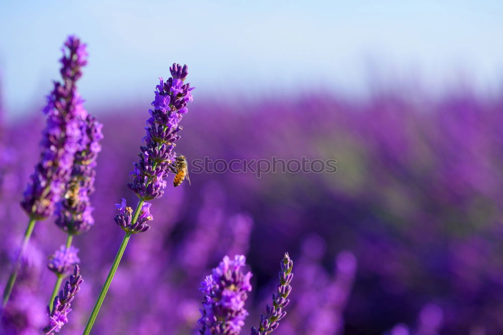 Similar – Image, Stock Photo lavender field Summer