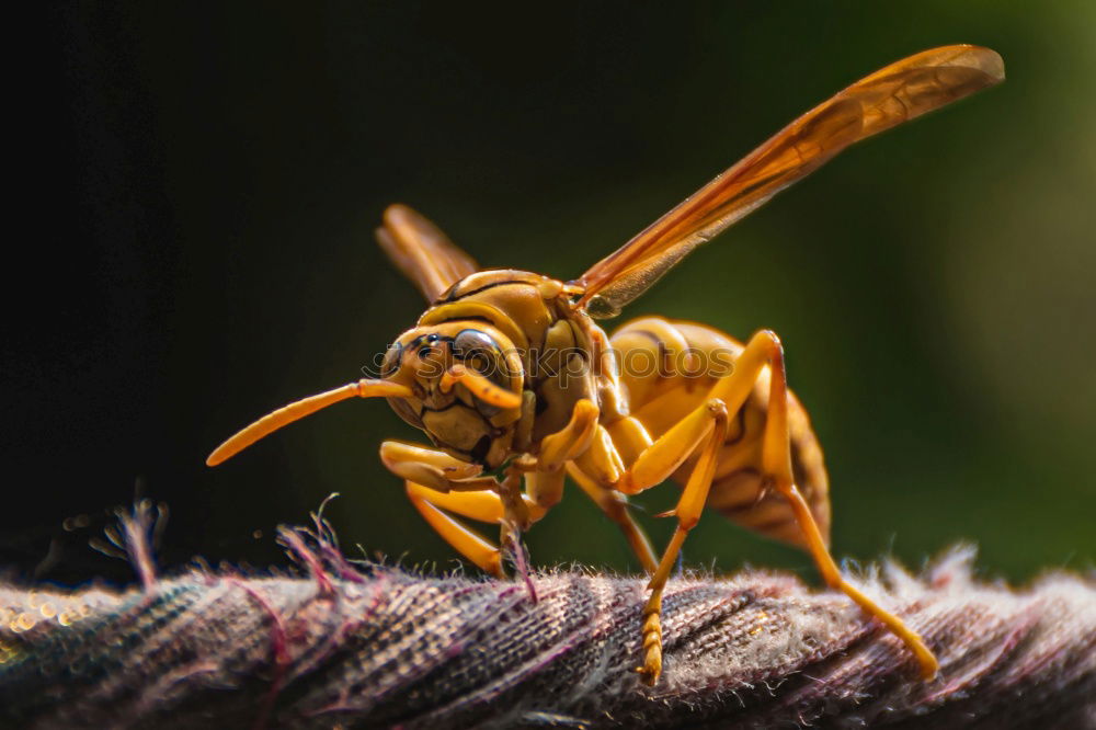 Similar – whooping cockroach Animal