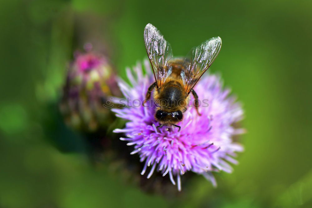 Similar – fluffy bumblebee looking for food on a purple thistle flower