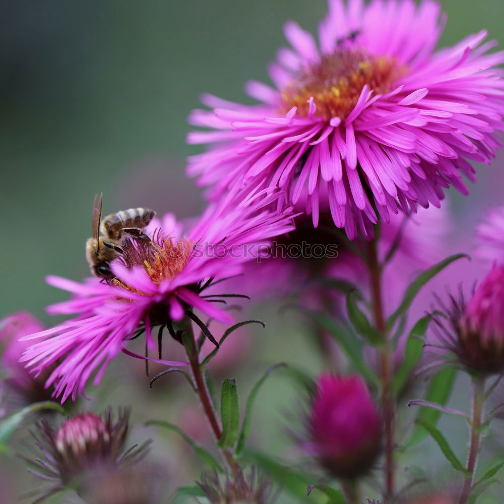 Similar – Image, Stock Photo bee blossom Environment