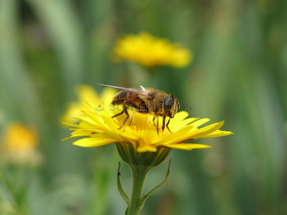 Similar – Image, Stock Photo Myiatropa florea Bee