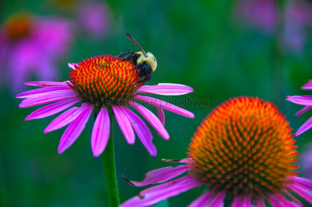 Similar – Bee on blossom Honey bee