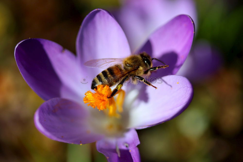 Similar – Garden crocus, bumblebee, crocus, crocus, vernus,